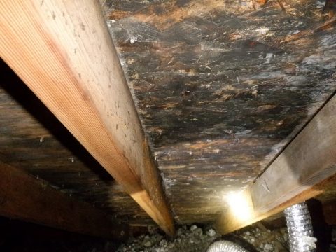 Your inspector found mold in the attic at the underside of the roof ...